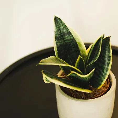 아파트 Serenite Maison *